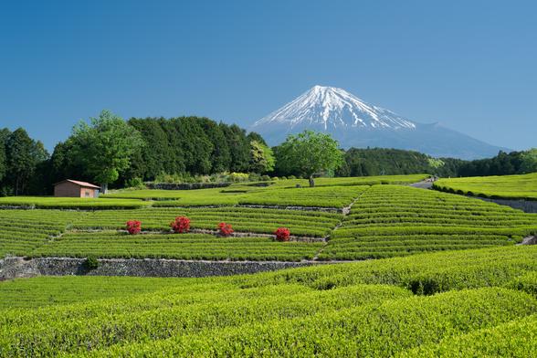 大淵笹場【富士山と茶畑】（富士市）