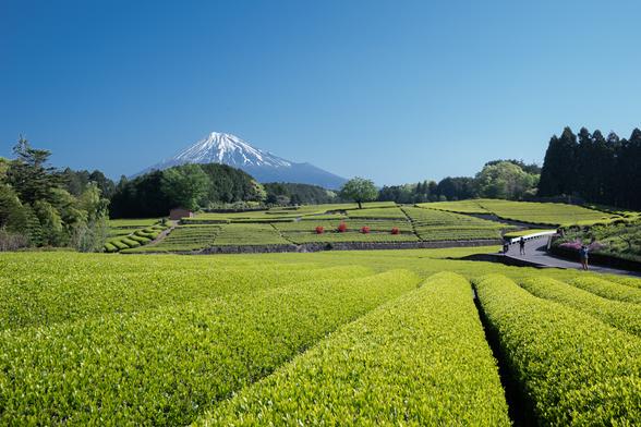 大淵笹場【富士山と茶畑】（富士市）