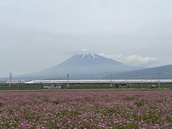 富士岡地区【れんげ畑と新幹線】（富士市）