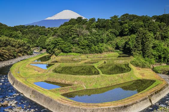 竹之下の棚田（小山町）