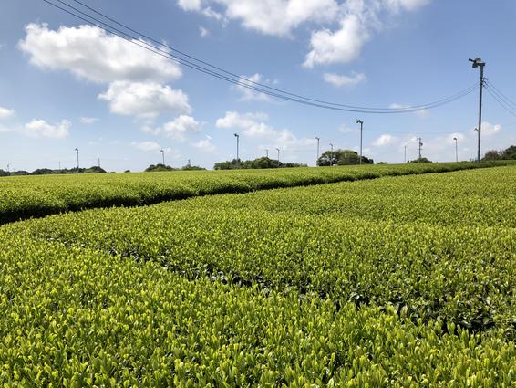 牧之原大茶園（牧之原市・島田市）