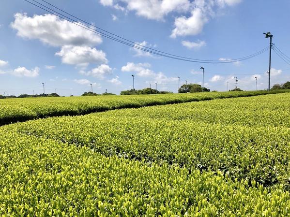 牧之原大茶園（牧之原市・島田市）