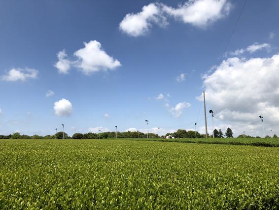 牧之原大茶園（牧之原市・島田市）