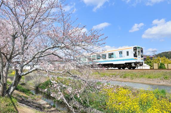 天竜浜名湖鉄道沿線の桜並木（掛川市）