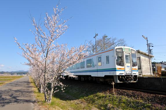 天竜浜名湖鉄道沿線の桜並木（掛川市）