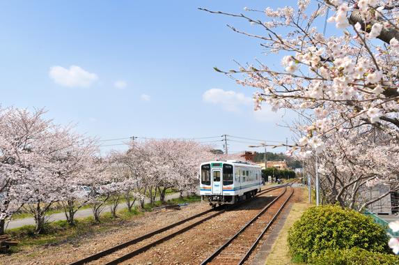 天竜浜名湖鉄道沿線の桜並木（掛川市）