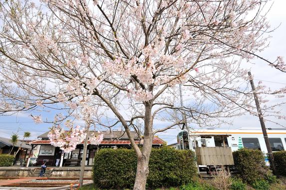 天竜浜名湖鉄道沿線の桜並木（掛川市）
