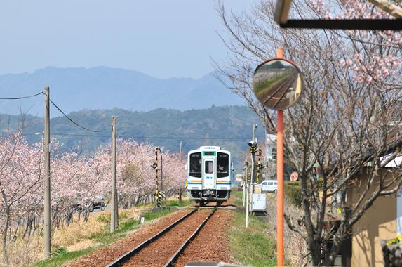 天竜浜名湖鉄道沿線の桜並木（掛川市）