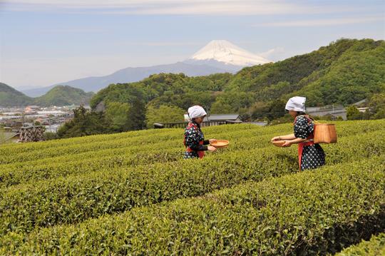 蔵屋鳴沢