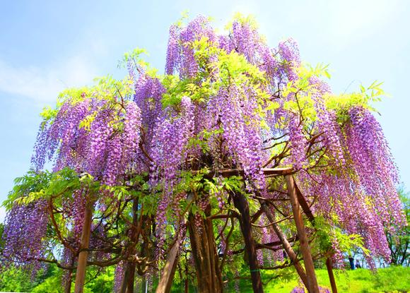 蓮華寺池公園