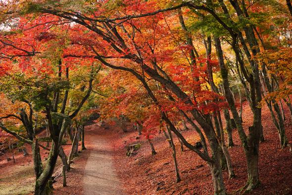 修善寺自然公園もみじ林