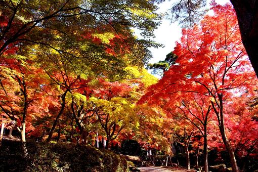 修善寺 虹の郷