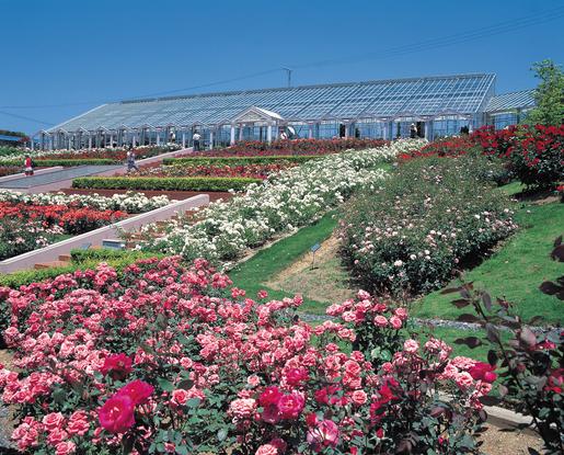 島田市ばらの丘公園（島田市）