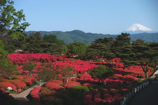 小室山公園つつじ園
