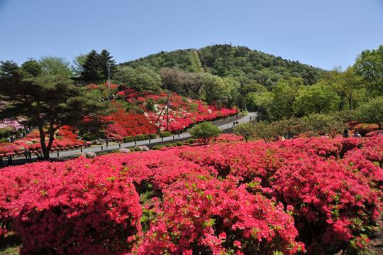 小室山公園つつじ園