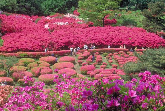 小室山公園つつじ園