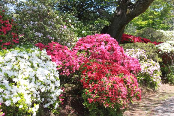 つつじ公園