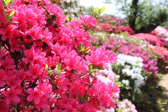つつじ公園