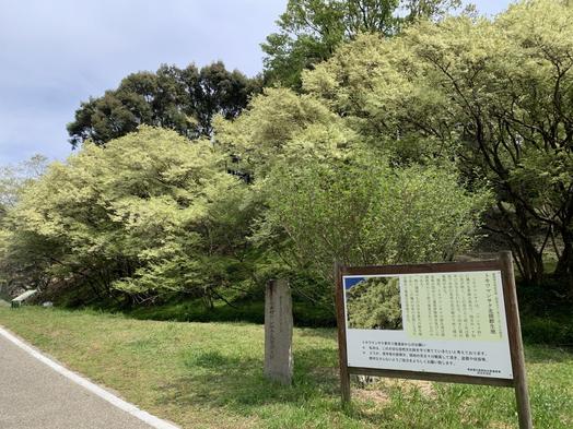 トキワマンサク北限群生地