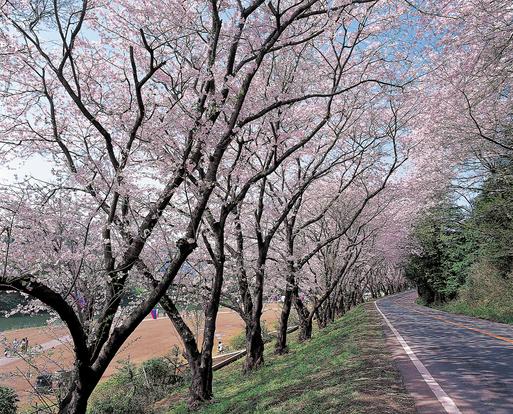 狩野川さくら公園
