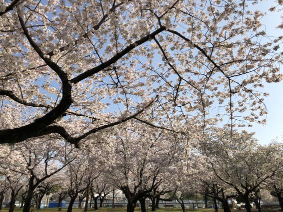駿府城公園