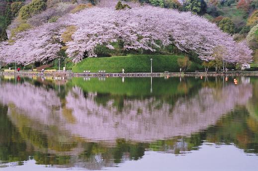 蓮華寺池公園