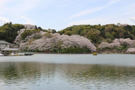 蓮華寺池公園
