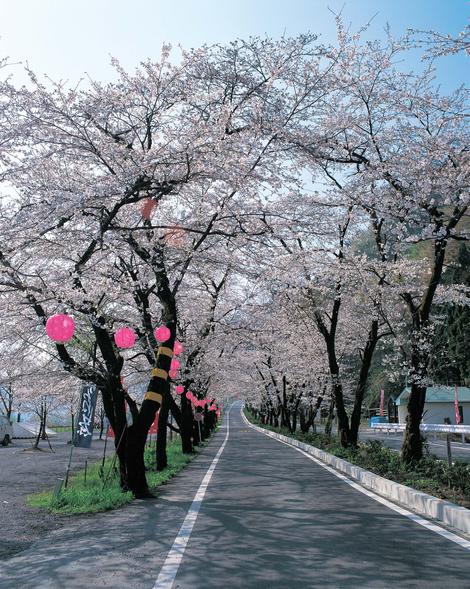 家山桜トンネル