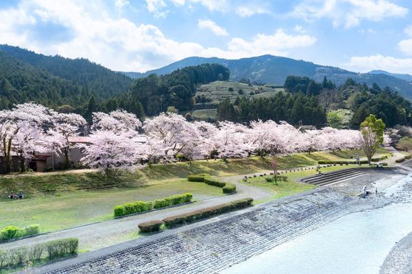 家山桜トンネル