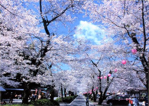家山桜トンネル