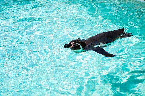 下田海中水族館