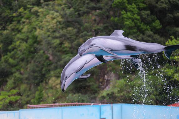 下田海中水族館