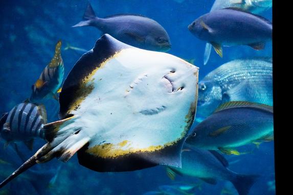 下田海中水族館