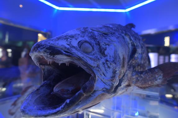 沼津港深海水族館 シーラカンス・ミュージアム