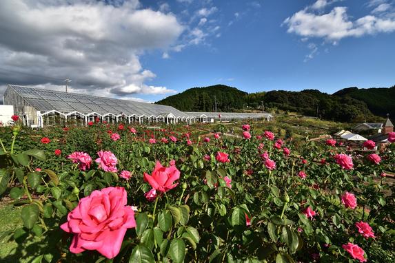 島田市ばらの丘公園