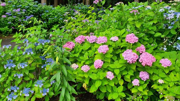 秩父宮記念公園