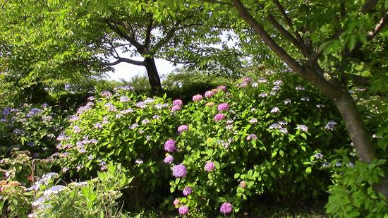 あらさわふる里公園