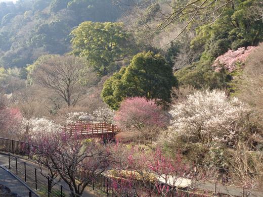 熱海梅園