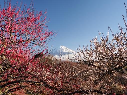 岩本山公園