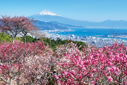 日本平山頂　梅園
