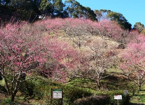 蓮華寺池公園