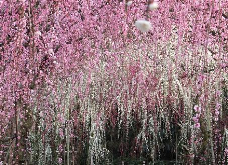 大草山昇竜しだれ梅園