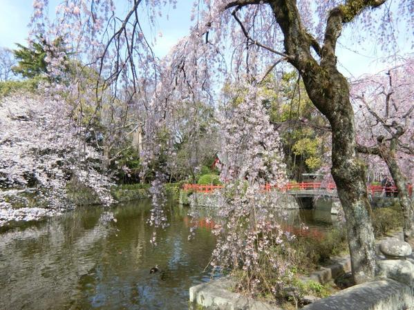 三嶋大社　神池（しんち）の周りに咲く枝垂桜