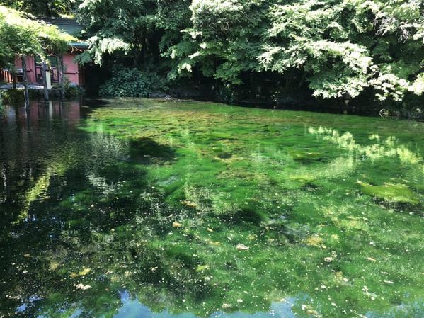 富士山本宮浅間大社　湧玉池