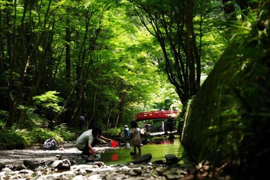 小國神社　新緑の古代の森