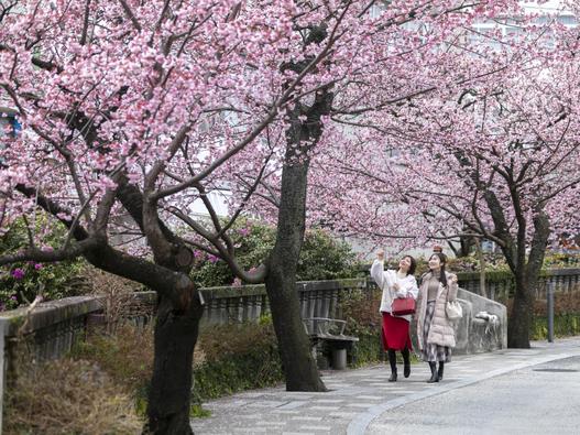 糸川遊歩道 あたみ桜