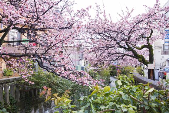 糸川遊歩道 あたみ桜