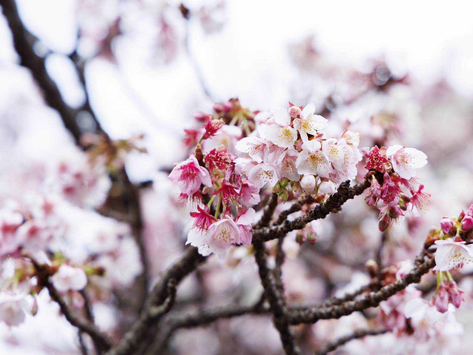 静岡県の早咲き桜の名所9選！見頃や種類までご紹介します | 観光特集
