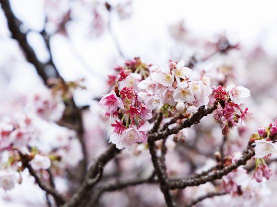 糸川遊歩道 あたみ桜