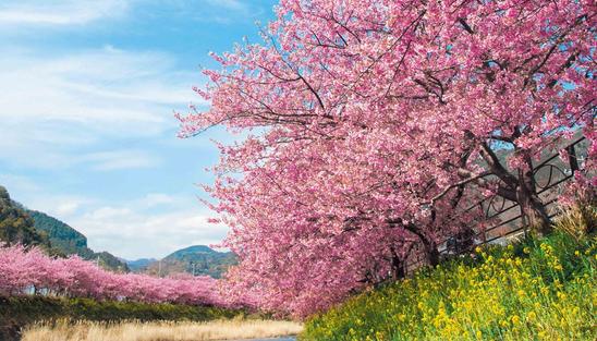 河津川沿い 河津桜